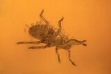 Fossil Ant (Formicidae) & Mites In Baltic Amber #87054-3